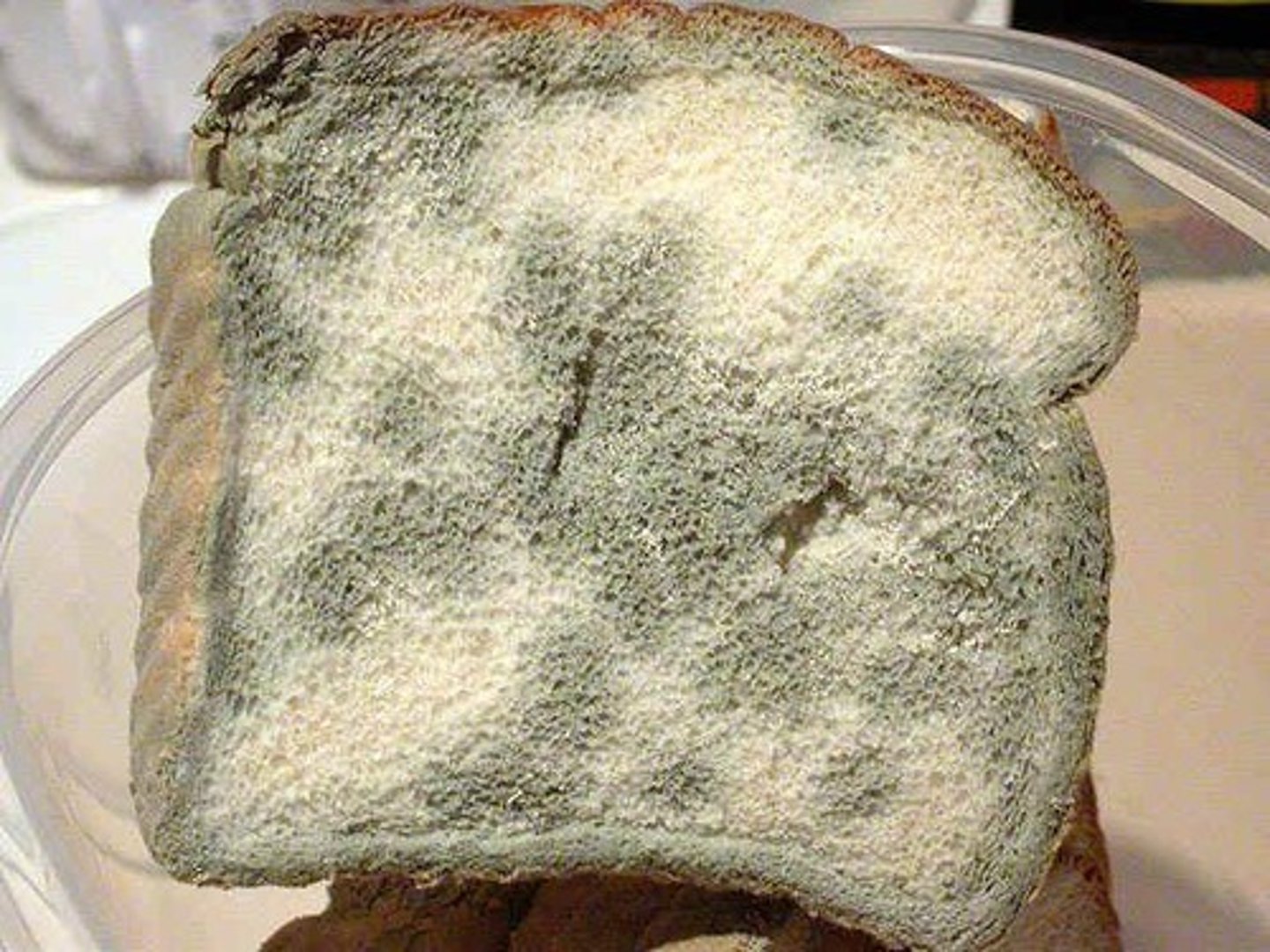 <p>black bread mold</p>