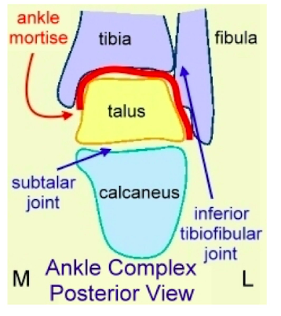 <p>Fibula (lateral)</p><p>Tibia (medial)</p><p>Talus</p>