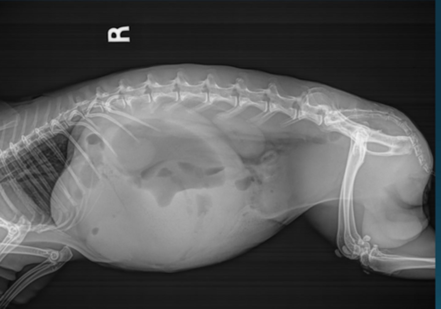 <p>This rabbit has a temperature of 98.1 F. There is a firm, cranial abdominal mass. The bloodwork is normal apart from hyperglycemia of 641. What is likely happening here and how do you treat?</p>