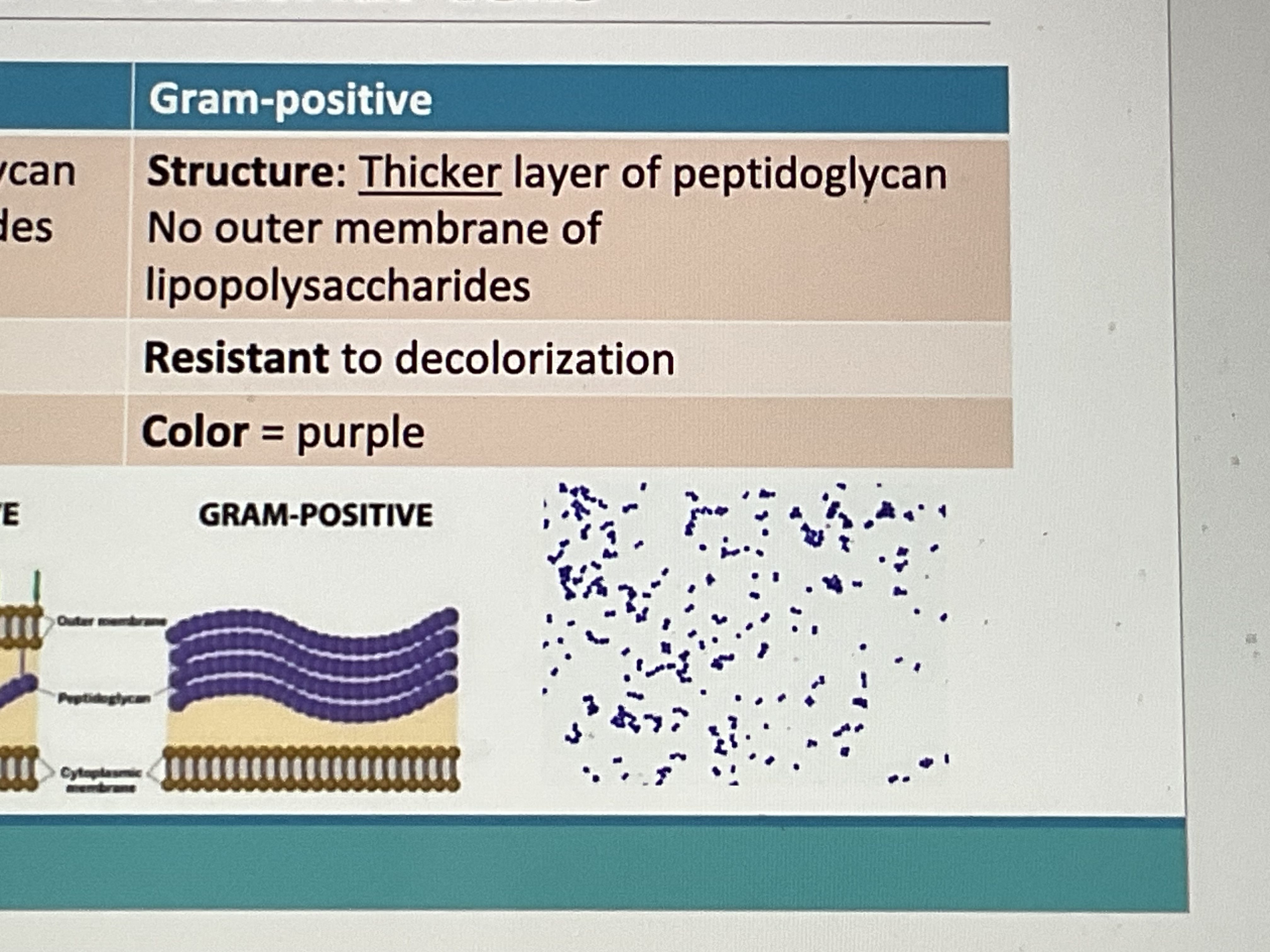 <ul><li><p>Structure: thick peptidoglycan, no outer membrane of lipopolysaccharides</p></li><li><p>Resistant to decolorization&nbsp;</p></li><li><p>Color: purple&nbsp;</p></li></ul><p></p>