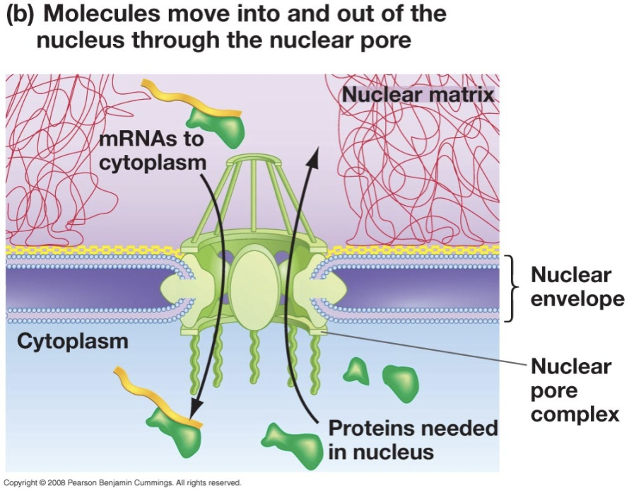 <p>Describe nuclear transport through the pore (Nucleocytoplasmic Transport) What can go in and what can go out?</p>