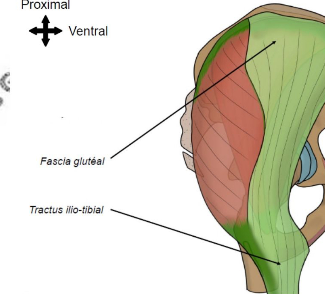 <p>Trajet oblique presque horizontal, 2 faisceaux superposés : superficiel &amp; profond </p><p>Extenseur hanche, rotateur latéral de hanche </p><p>Nerf gluteal inférieur </p><p>Recouvre surface &amp; en partie grand glutéal latéralement, lame aponévrotique (s’amincit au nv grand trochanter pr a nv s’élargir en distalité => forme tractus ilio-tibial = lame tendineuse épaisse latéralement) </p>