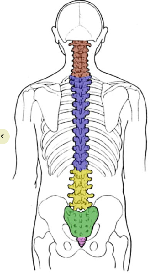 <p>What is the yellow section? How many vertebrae are in that section?</p>