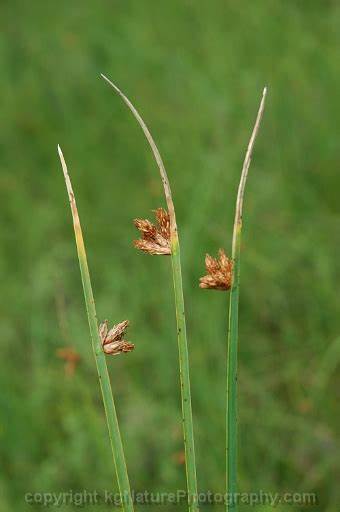 Sword grass