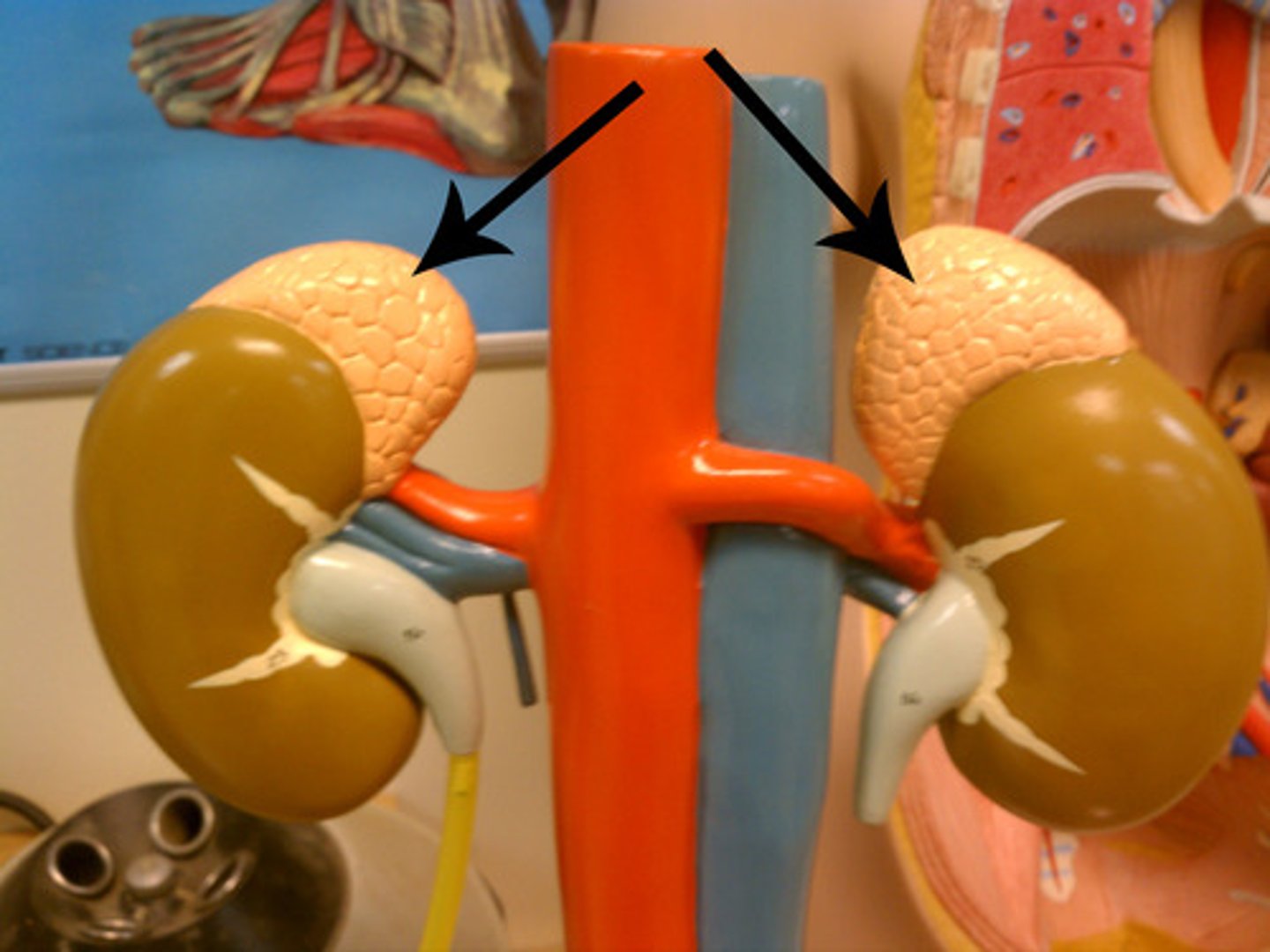 <p>-located at the tip of each kidney</p><p>-secrete several hormones, including those that regulate blood pressure and fluid balance</p>