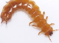 <p>what bugs family is this</p>