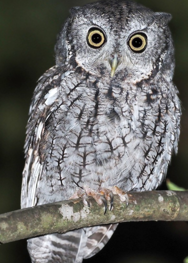 <p>What bird is this? </p>