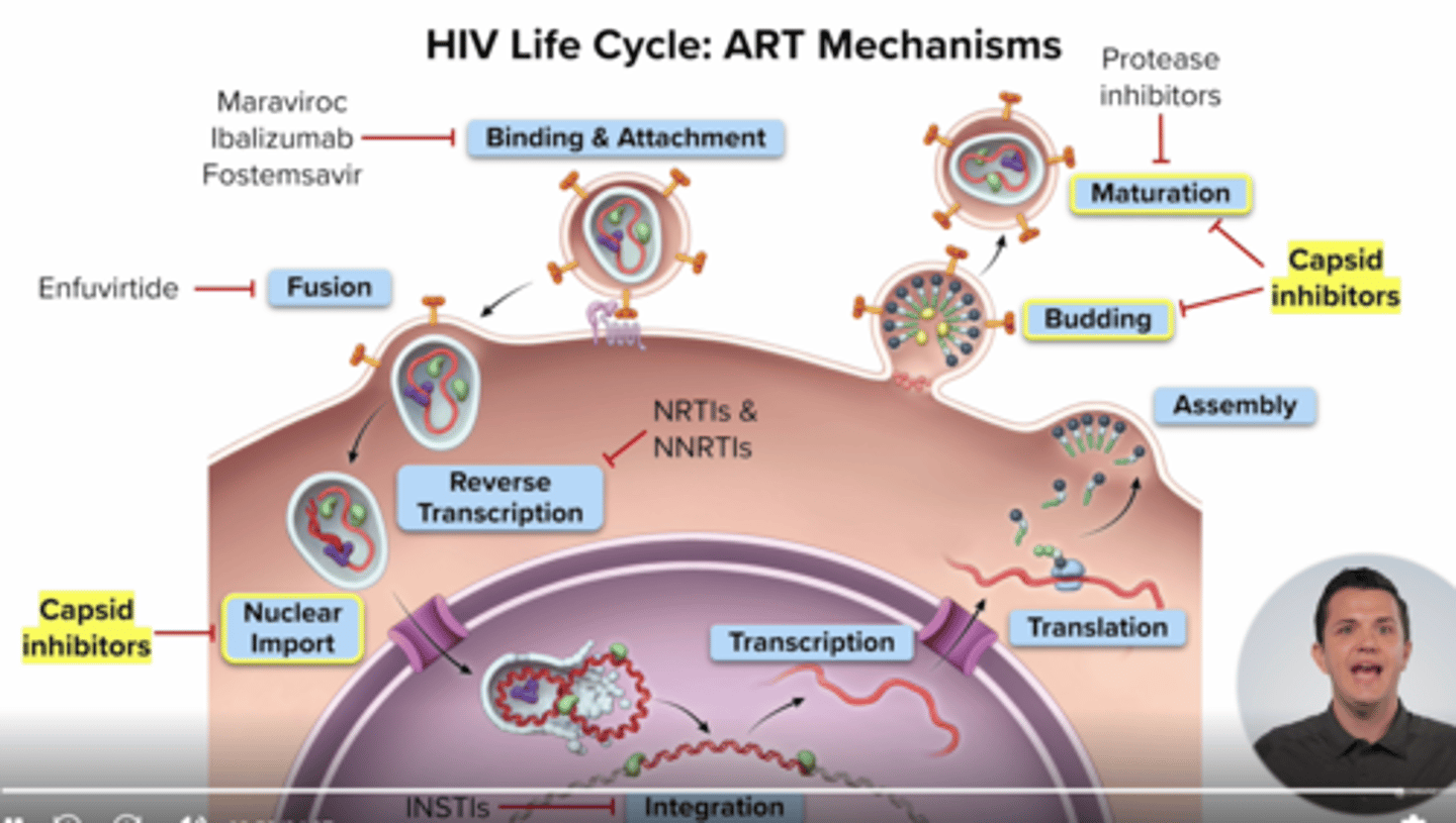 <p>disrupt hiv capsid</p><p>work on</p><p>nuclear import (step 4) budding/maturation (step 8), and assembly (step 7)</p><p>lenacapavir</p>