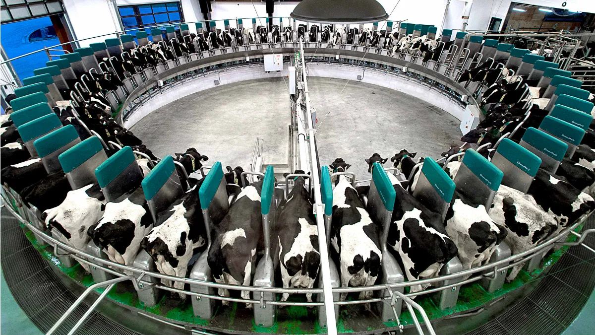 <p>What kind of milking parlor is this?</p>