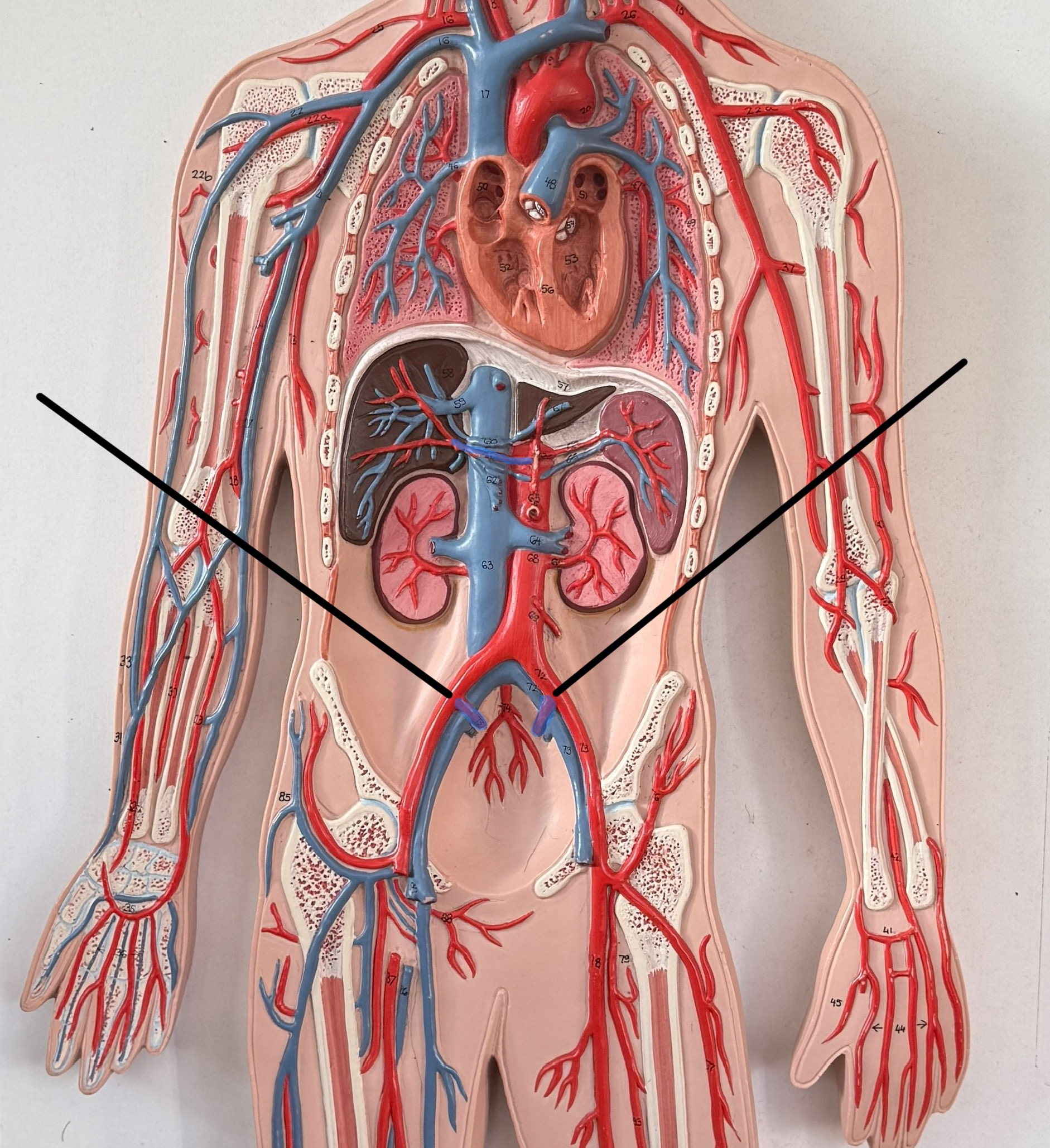 <p>Name this artery </p>