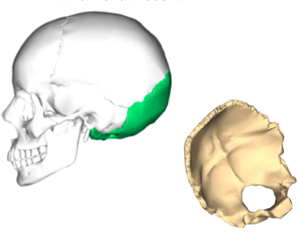 <ul><li><p>Forms posterior &amp; base of cranium</p></li><li><p>Contains <strong><u>foramen magnum</u></strong>&nbsp;where spinal cord merges with brainstem</p></li></ul><p></p>