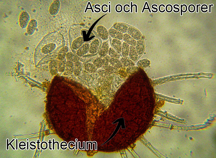 <p>Mjöldagg (ascomycota)</p>