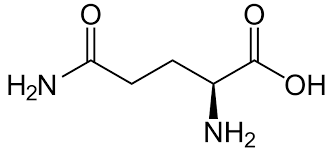 <p>Amide group allows for H attached to N and carbonyl Oxy to make H-bonding interactions; more concentrated in blood and is considered a N carrier; polar, uncharged.</p>
