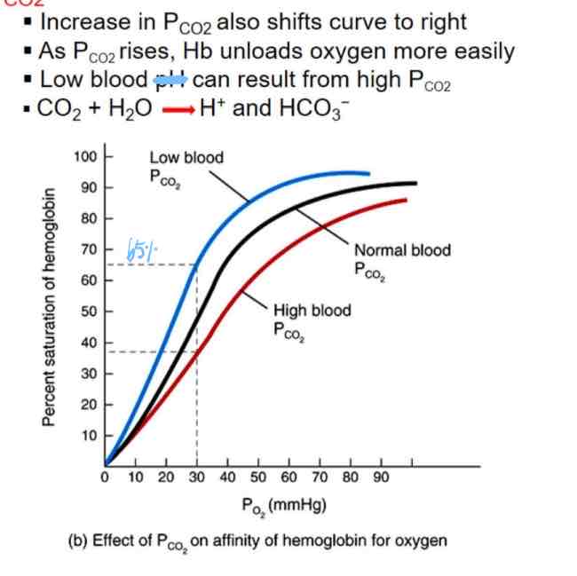 <p><span data-name="arrow_up" data-type="emoji">⬆</span> Pco2 = <span data-name="arrow_up" data-type="emoji">⬆</span> Oxygen release = <span data-name="arrow_down" data-type="emoji">⬇</span> affinity</p><ul><li><p>shifts curve to right →</p></li><li><p>Unloads O2 more easily</p></li><li><p>Low blood</p></li><li><p>CO2 + H2O → H+ + HCO3- (bicarbonate)</p></li></ul>