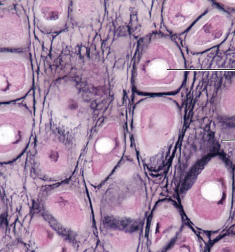 <p>What tissue type does this image depict?</p>