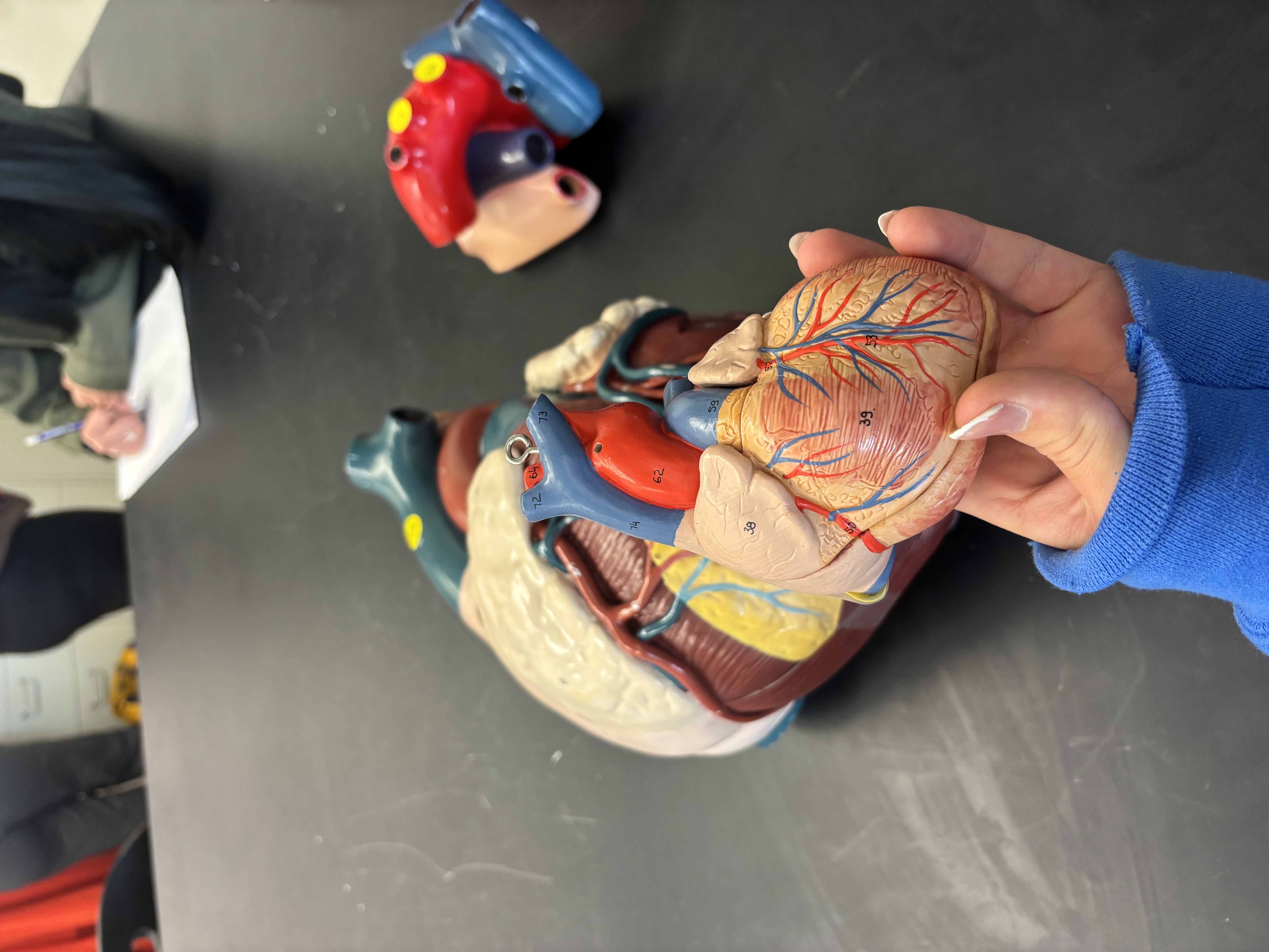 <p>inferior vena cava</p>