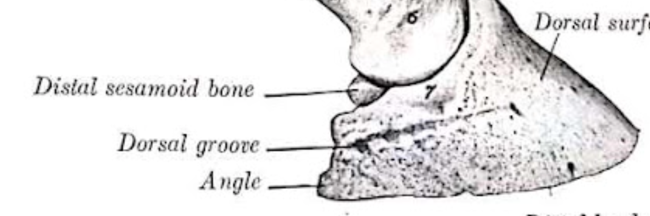 <p>“Navicular Bone”. Palmar surface behind the second phalanx ( P2) and in front of the third phalanx ( P3) - both forelimb and hindlimb. Rarely found in carnivores. Navicular Disease / Syndrome is a common condition in horses characterized by pain and lameness associated with the Navicular Bone and surrounding structures. It can involve inflammation, damage to the bone itself or problems with the deep digital flexor tendon (DDFT) or its bursa. </p>