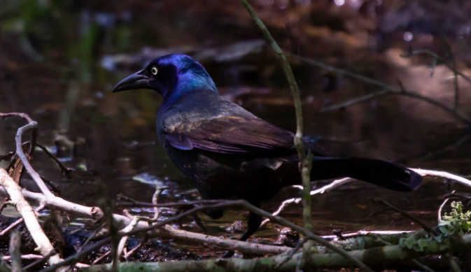 <p>Common Grackle</p>