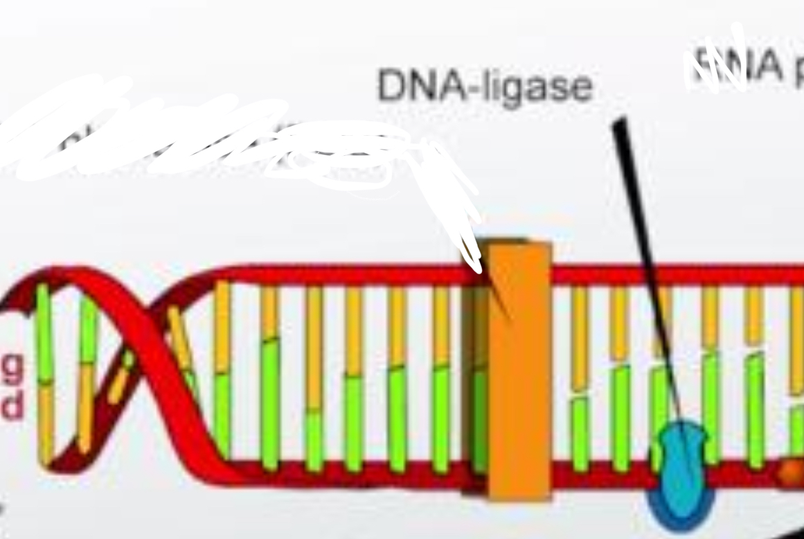 <p>an enzyme that catalyzes the formation of covalent bonds within the sugar-phosphate backbones of two DNA strands.</p>