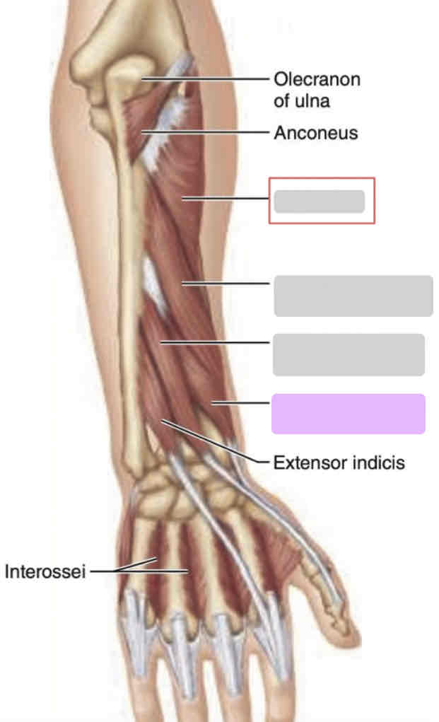 <p>Prone arm</p>