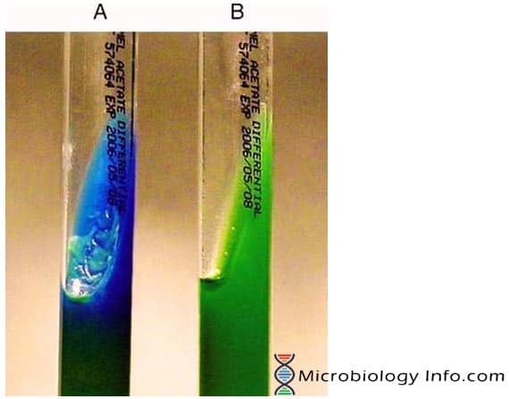 Positive citrate turns