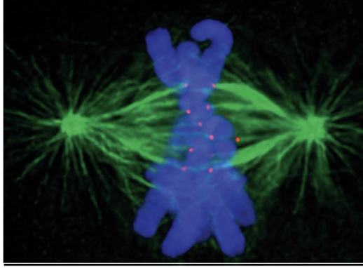 <ul><li><p> large protein assemblies on chromosomes' centromeres </p></li><li><p>where spindle microtubules bind to chromosomes </p></li><li><p>ensure proper chromosome segregation</p></li></ul><p>(image: red dots = kinetochores)</p><p></p>