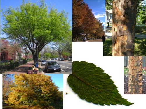 ULMACEAE (elm family)
-med. deciduous tree
-**Very narrow upright branching habit (looks like its in a vase)
-Alternate arr.
-serrate, tiny bit oblique
-**light gray smooth bark with horizontal orange lenticels 
-Fruit- tiny