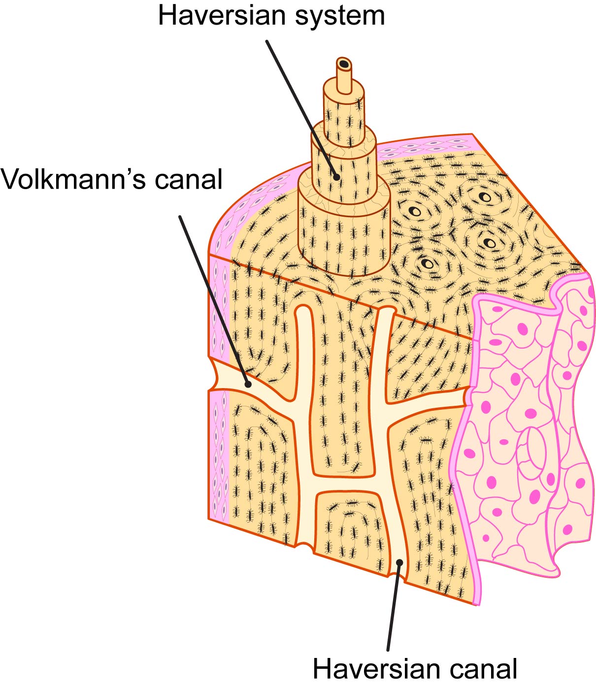 <p>Right angle to central canal connects Haversian canal to another Haversian canal. Communication</p>