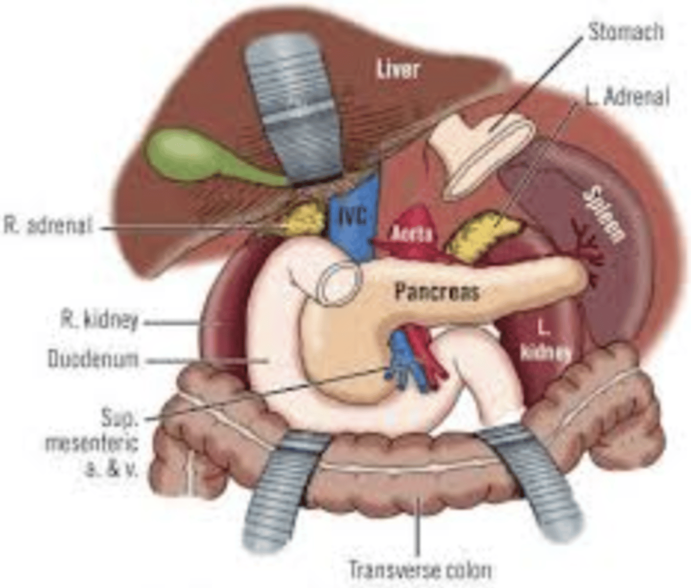 <p>in contact with:</p><p>Left crus of the diaphragm</p><p>Spleen</p><p>Stomach (more anterior)</p><p>Pancreas</p>