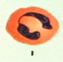 <p>Identify the WBC</p>