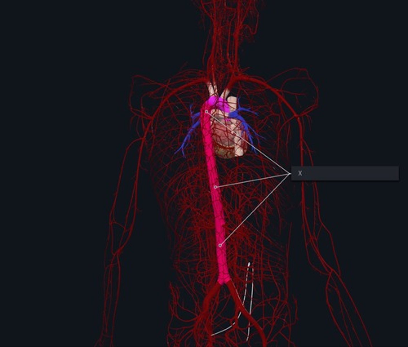<p>Name the Vessel highlighted pink and marked with the X</p>