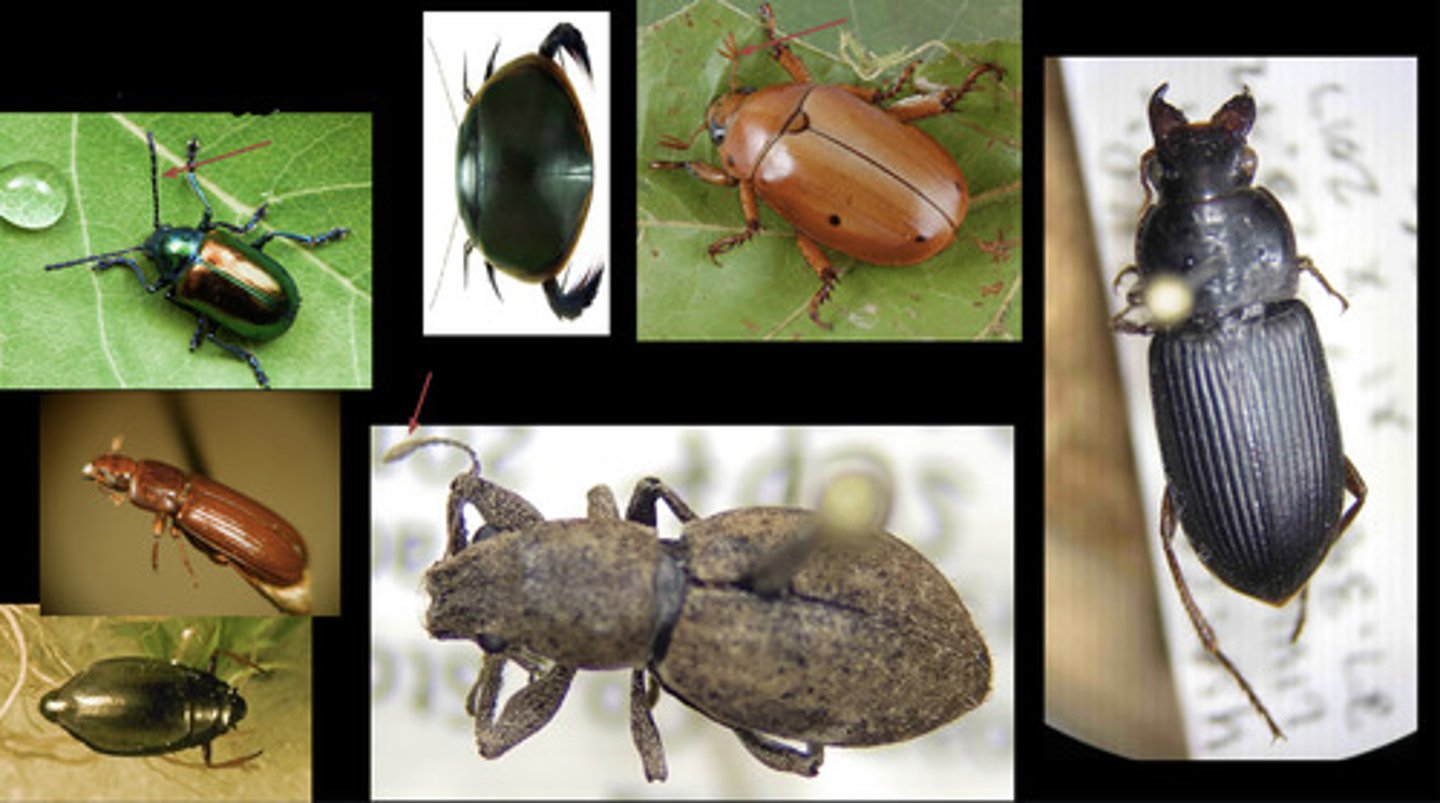 <p>- elytra, which meet at dorsal midline (i.e. not crossed as in heteropteran Hemiptera</p><p>- chewing mouthparts nearly all lack ocelli</p><p>- variety of antennal types including: lamellate, flabellate, clubbed, filiform</p>