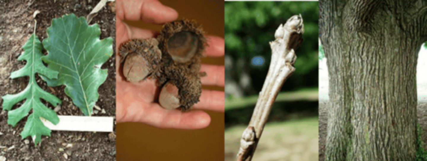 <p>Leaves: alternate, simple, definitely obovate to 10" long, lower portion narrower with 2-3 pairs of lobes, dark green above, whitish beneath--leaf shaped like a base fiddle (upside down), petiole 1.25" long, downy.</p><p>Twigs: stout, yellow-brown, may develop corky ridges on 2-yr-old wood.</p><p>Buds: imbricate, conical, sharp or blunt w/ pale pubescence covering entire bud, often w/ stipule scars.</p><p>Fruit: Acorn to 1.5" enclosed at least half in a cup with hairy fringe on margin.</p><p>Bark: rough, w/ deep ridges/furrows, usually dark gray to gray-brown.</p><p>Form/Silvics: Medium to large tree, 60-80' tall with a broad, spreading, rounded crown, massive trunk and low, spreading branches. Occurs in low woods in valleys or on lower slopes and along streams in the Ozarks. But, in glaciated northern Missouri often in upland woods as well as in valleys and in degraded/former savannahs.</p><p>Factoid: This oak can be difficult to transplant (but tolerant of clay soils, high pH and drought once established). Bur oak has a huge native range (macrocarpa = big fruits).</p>