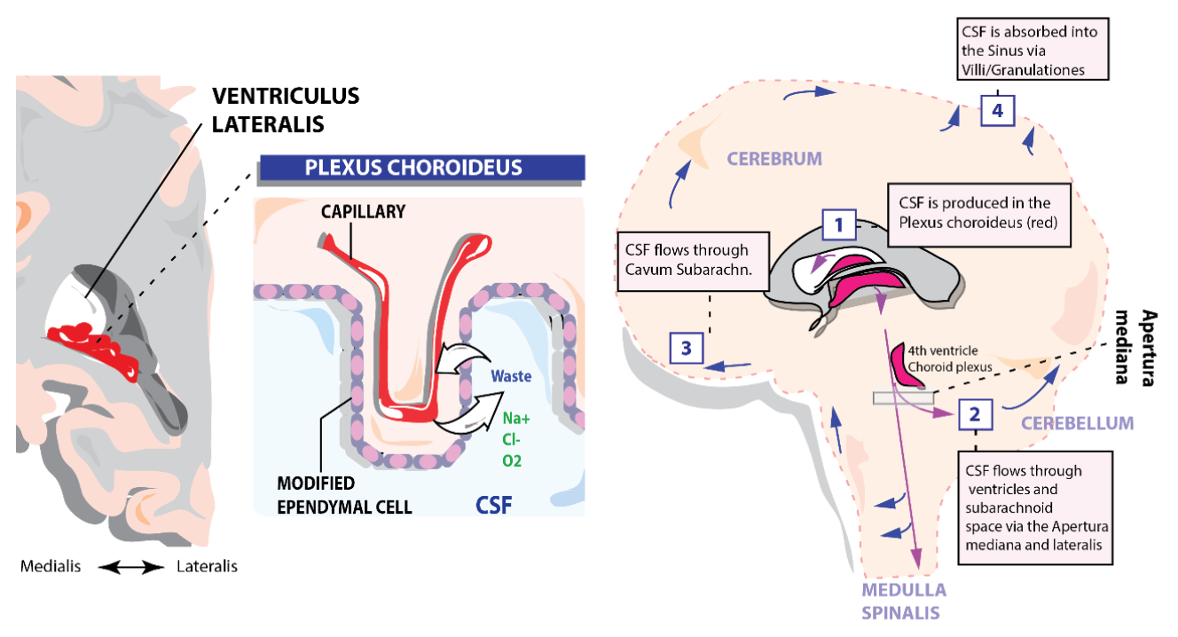 <p>What is the pathway. of CSF supply?</p>