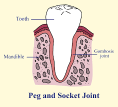 <p>Teeth in socket joint.</p>