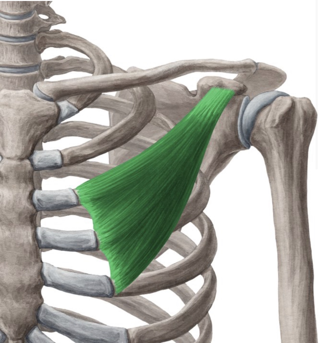 <p>pectoralis minor muscle </p>