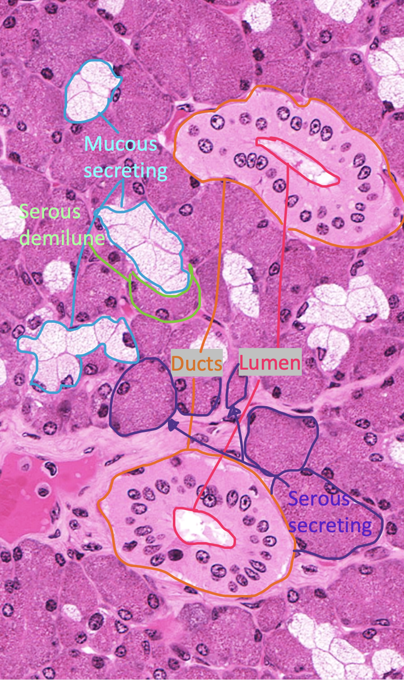 <ul><li><p>ducts</p><ul><li><p>lumen</p></li></ul></li><li><p>mucous secreting (stain pale with H&amp;E)</p></li><li><p>serous secreting </p></li><li><p>serous demilune</p></li></ul><p></p>