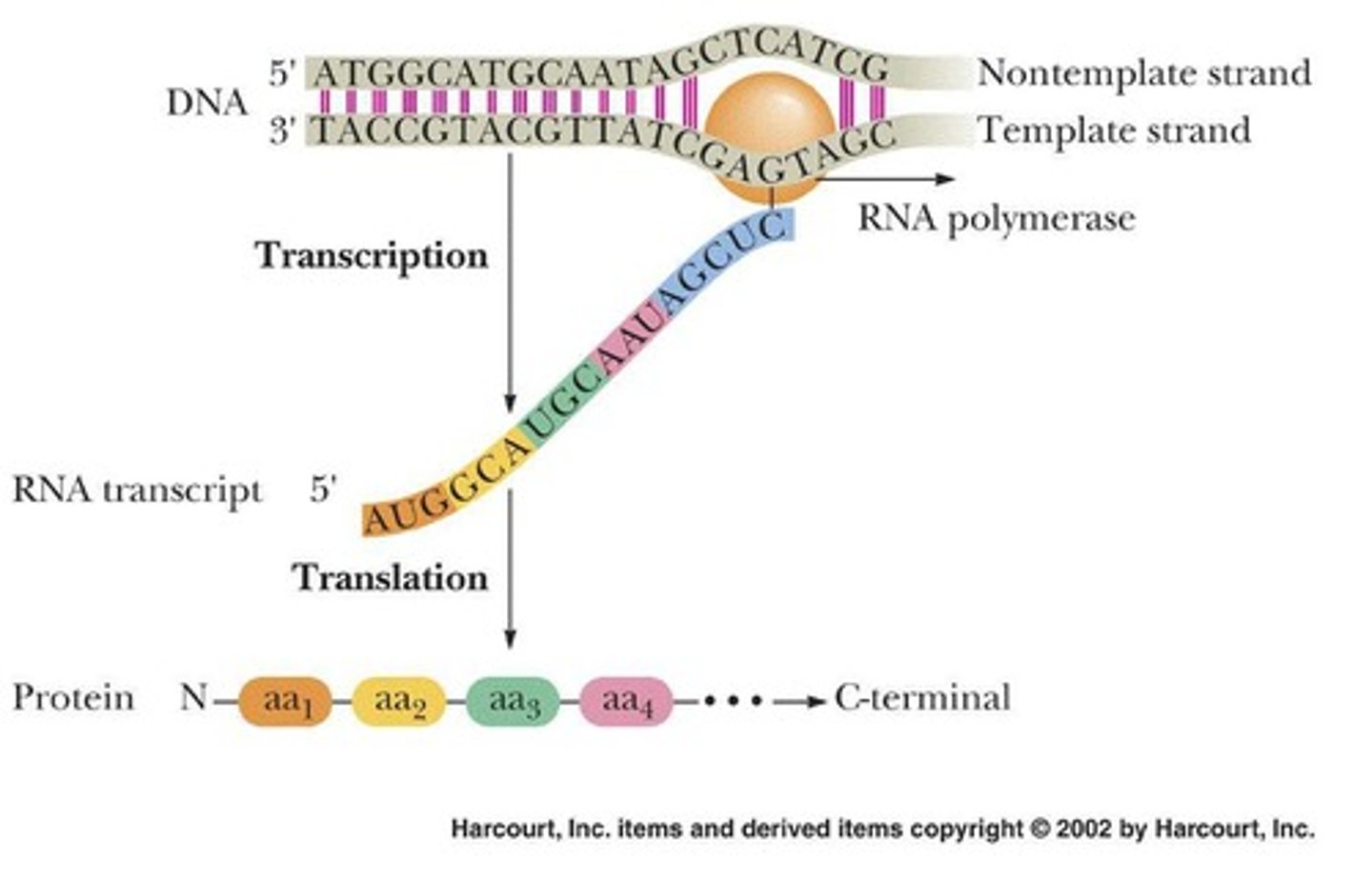 <p>DNA makes RNA makes Protein.</p>