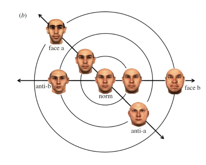 <p>Facial features are represented as deviations from the average face</p><ul><li><p><span>Average face generated from years of input about different faces</span></p></li><li><p><span>Makes explicit what is distinctive about a face</span></p></li><li><p><span>Emphasises subtle variations that define individuals</span></p></li></ul><p>The further away from the norm the face is, the easier it is to recognise that face (and vice versa)</p>