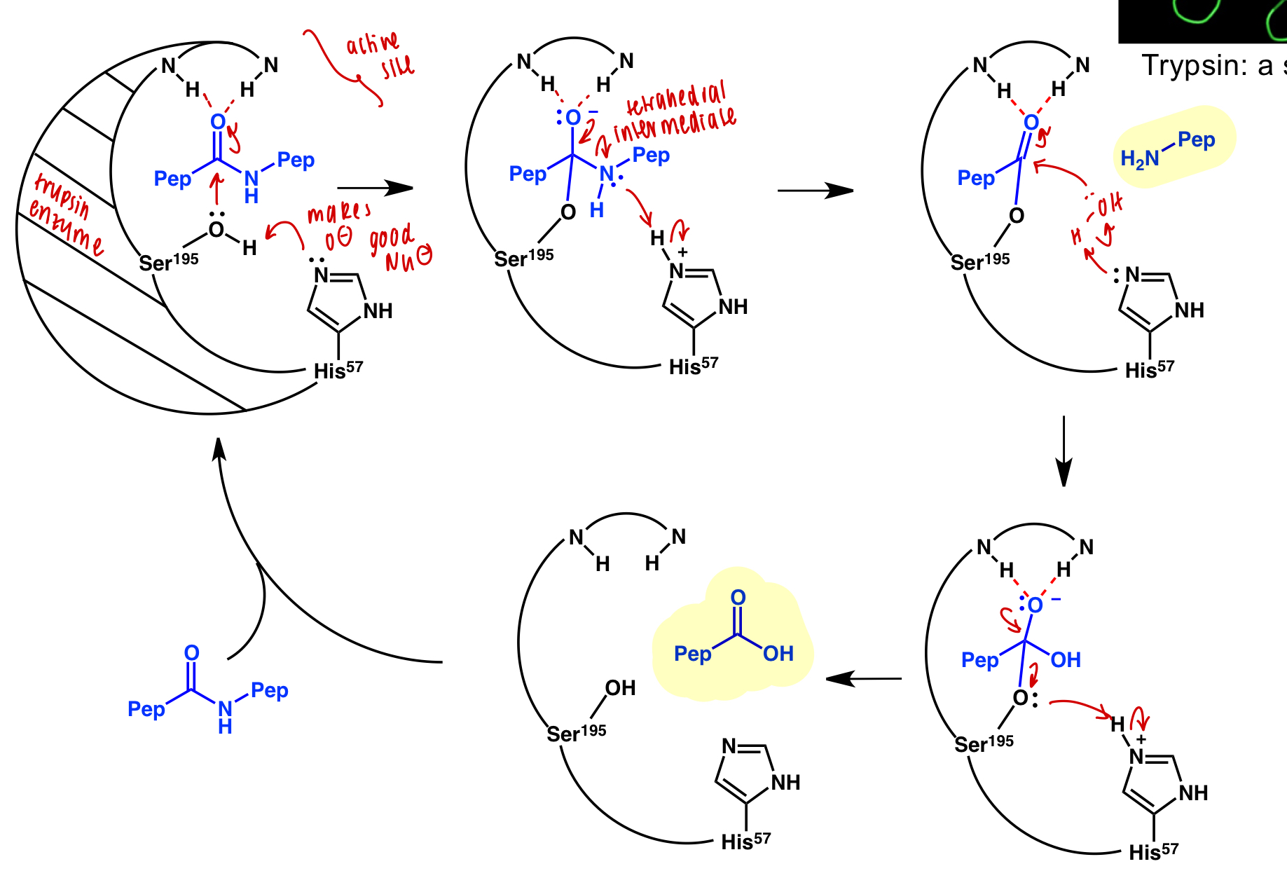 <ul><li><p>trypsin active site binds amine residues and cleaves bond</p></li><li><p>inhibitor = amide residue that will not dissociate from active site</p></li><li><p>affinity-labelled inhibitor = amide residue <strong>with additional function groups participating in secondary interactions </strong>that will not dissociate from active site</p></li></ul><p></p>