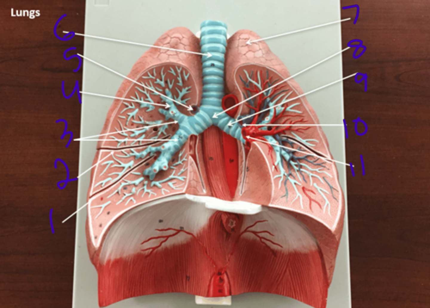 <p>Lungs 2 - #4</p>