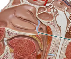 <p><span><span>The nasopharynx is continuous with the nasal cavity through the ______ _______</span></span></p>