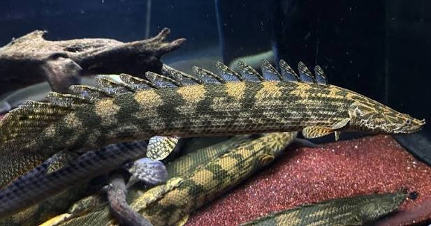 <p>Order Polypteriformes</p>