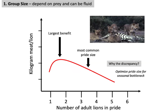 <ul><li><p><span style="background-color: transparent; font-family: "Short Stack", cursive;">Lion prides&nbsp;</span></p><ul><li><p><span style="background-color: transparent; font-family: "Short Stack", cursive;">Every pride has a few male lions&nbsp;</span></p><ul><li><p><span style="background-color: transparent; font-family: "Short Stack", cursive;">Tend to stay in the pride for a few years&nbsp;</span></p></li><li><p><span style="background-color: transparent; font-family: "Short Stack", cursive;">Small prey can be taken down by a single lion&nbsp;</span></p></li><li><p><span style="background-color: transparent; font-family: "Short Stack", cursive;">Large prey can only be taken down by groups of lions&nbsp;</span></p></li><li><p><span style="background-color: transparent; font-family: "Short Stack", cursive;">Pride of 1-2 lions + a few cubs is most advantageous&nbsp;</span></p></li><li><p><span style="background-color: transparent; font-family: "Short Stack", cursive;">However, average pride size is larger than that&nbsp;</span></p><ul><li><p><span style="background-color: transparent; font-family: "Short Stack", cursive;">Why?&nbsp;</span></p></li><li><p><span style="background-color: transparent; font-family: "Short Stack", cursive;">In rainy season there are many lions but Wildebeest migrate while lions stay the same&nbsp;</span></p></li></ul></li><li><p><span style="background-color: transparent; font-family: "Short Stack", cursive;">Optimal pride size for seasonal bottleneck when small prey migrate, so only large prey are left</span></p></li></ul></li></ul></li></ul><p></p>