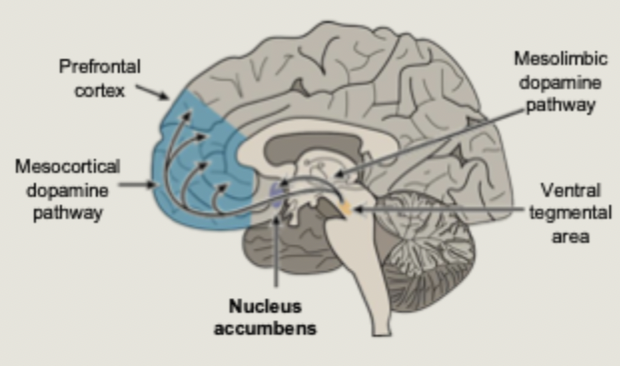 <ul><li><p>supported by a fronto-striatal network: neural pathways that connect frontal lobe regions with the basal ganglia (striatum)</p></li><li><p>nucleus accumbens is part of the reward network - it is a major input to the striatum (basal ganglia)</p></li></ul><p></p>