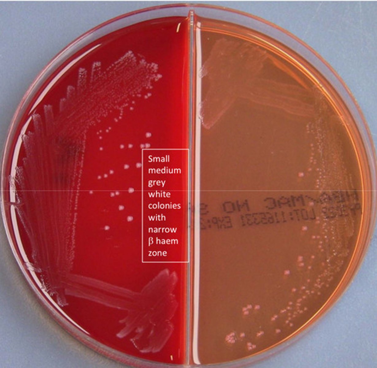 <p>cat neg GPC, beta haemolytic, group B antigen pos, non motile, Hippurate pos</p>