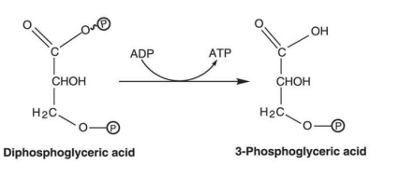 <p>E) substrate-level phosphorylation</p>