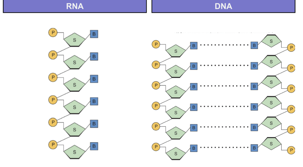 <ul><li><p>polymers of nucleotides</p><ul><li><p>bound by <strong>sugar phosphate backbone</strong> = phosphate bound to free carbon of sugar</p></li><li><p> hydrogen bonds between complementary nucleotides of DNA</p></li><li><p>5’ - 3’</p></li></ul></li><li><p>Functions&nbsp;</p><ul><li><p>storage and transfer of genetic material&nbsp;</p></li><li><p>instructions for protein production&nbsp;</p></li><li><p>energy</p></li></ul></li><li><p>types: DNA deoxyribonucleic acid, RNA ribonucleic acid</p></li></ul><p></p>