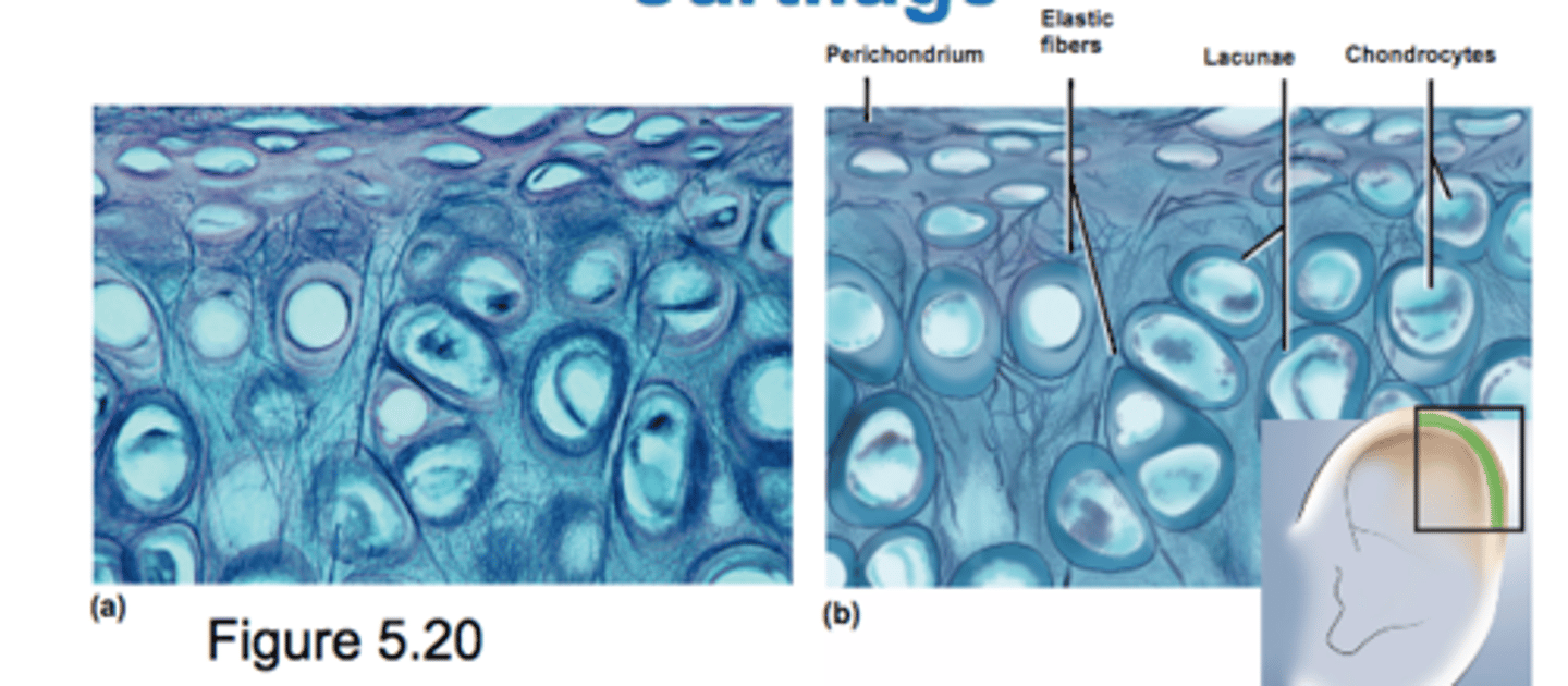 <p>only cartilage containing elastic fibers</p><p>flexible elastic support</p><p>external ear</p><p>epiglottis</p>