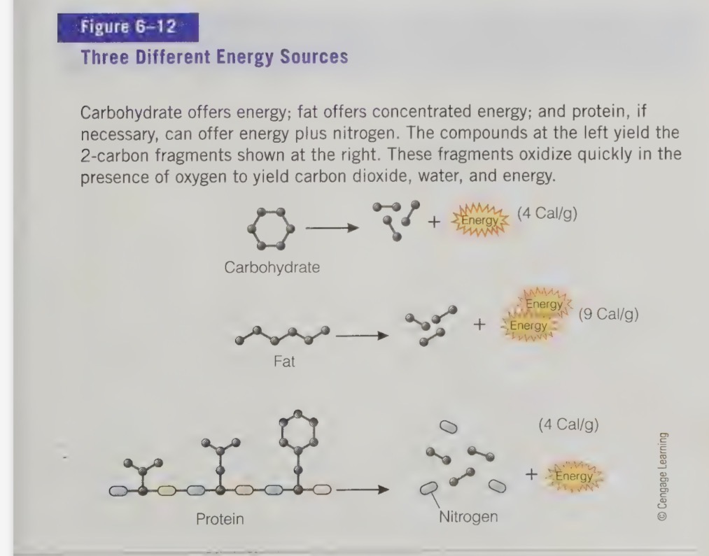 <ul><li><p>under normal conditions protein provides very little energy</p></li><li><p>diet deficiency in CHO or total energy, protein use speeds up - secondary function for protein </p></li><li><p>protein is broken down into energy and nitrogen, either used or sent to the liver</p></li><li><p>converted to urea then sent to kidney fro excretion in the urine</p></li><li><p>fragments that remain are carbon, hydrogen, and oxygen, used to build glucose or fatty acids</p></li><li><p>amino acids can be converted to glucose, protein can help maintain a steady blood glucose level and serve the glucose needs of the brain as need arises</p></li><li><p>no specialized protein storage in the body</p></li><li><p>when body amino aids are required for energy, body must dismantle it tissue proteins, leading to lean body tissue waiting</p></li><li><p>if body takes excess amino acids, the body cannot store them - it will remove and excrete amine group and use the remaining fragments to support the body’s energy needs, convert to glucose for storage as glycogen or convert to fat or storage </p></li></ul><p></p>
